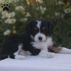 Bella, Cavapoo Puppy